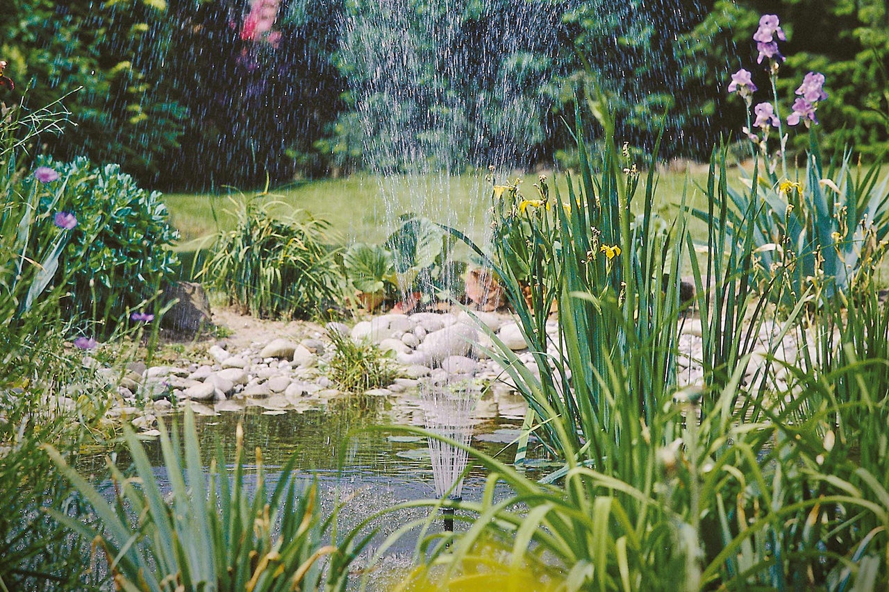 Damm med fontän och frodig strandvegetation i trädgården