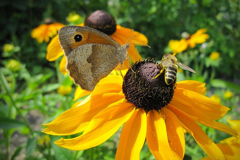 Fjäril och bi på en gul blomma