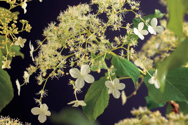 Syrenhortensia med vita blommor och gröna blad