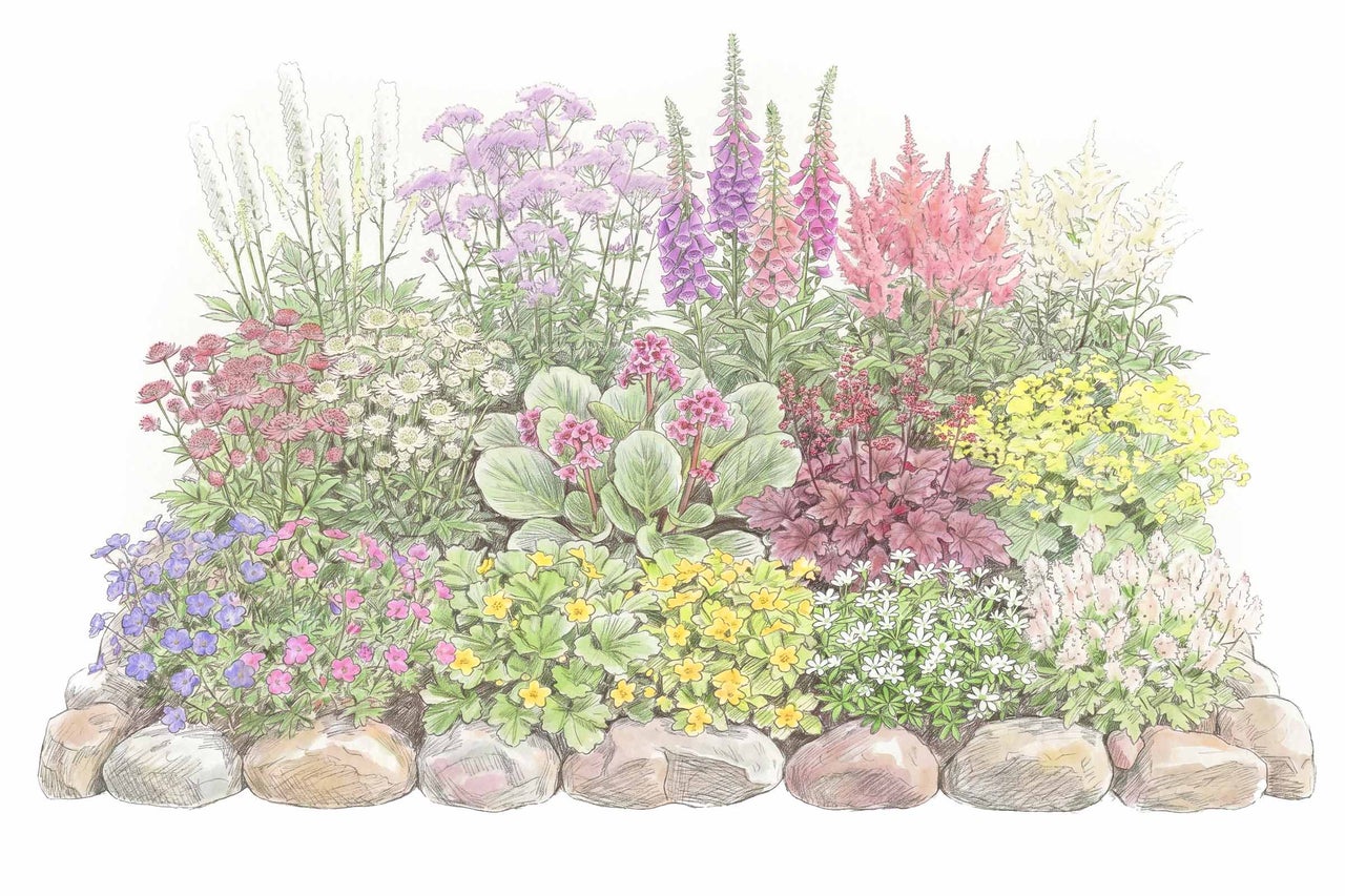 Illustration av en organiserad, nivåplanterad rabatt med olika perenner och en kant av stora stenar.