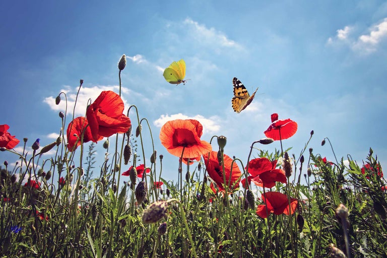 Blommande vallmoplantage med fjärilar under blå himmel
