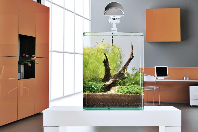 Så skapar du ett nanoakvarium