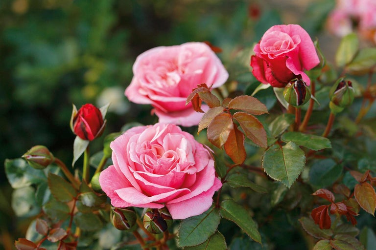 Närbild av rosa rosenblommor och knoppar i trädgården