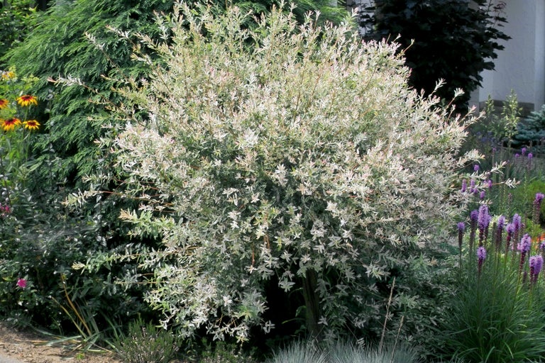 Japansk pil i trädgården.