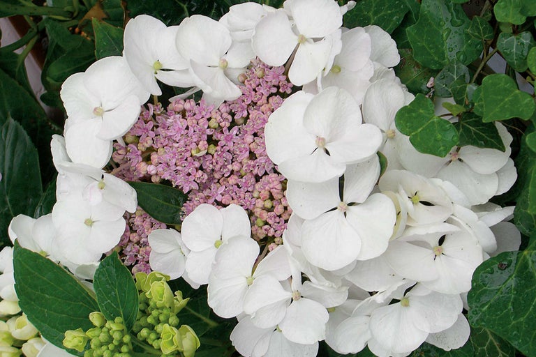 Närbild av en flockhortensia med vita blommor och rosa blomställningar