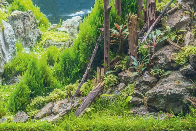 Akvariedekoration med mossa, stenar och trädrötter