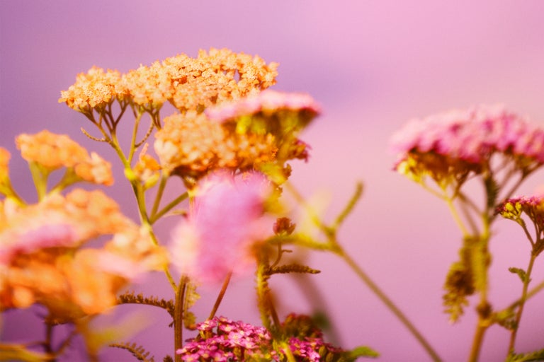 Närbild av rölleka blommor