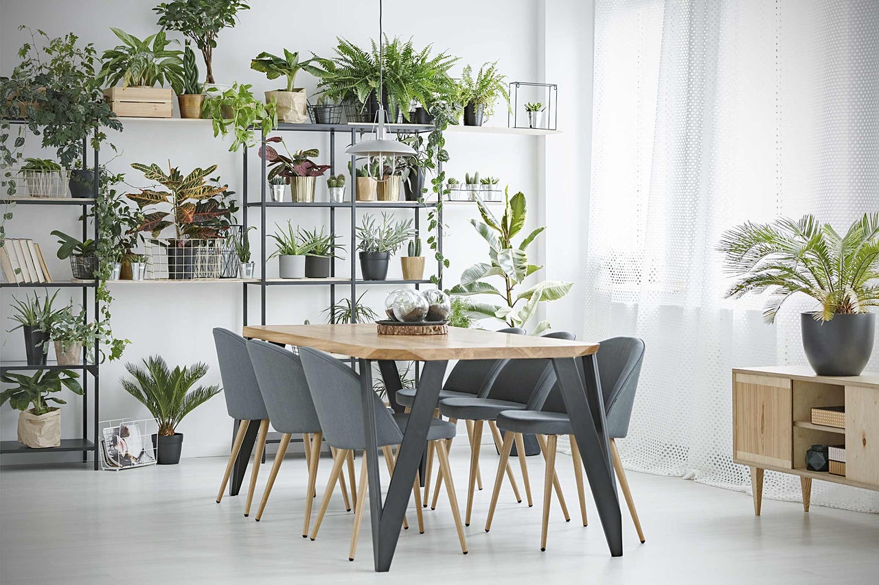 Ljust rum med matbord, stolar, hylla och krukväxter