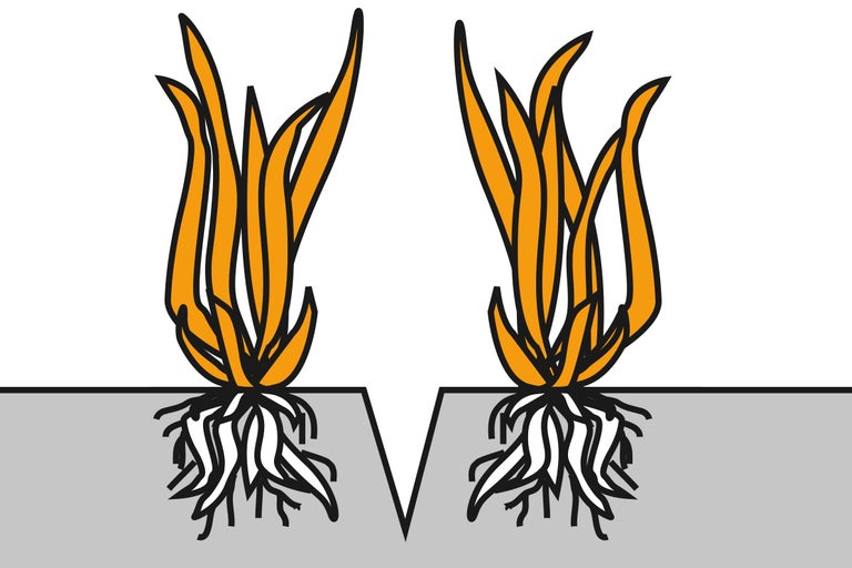 Illustration av två grästuvor med rötter i marken