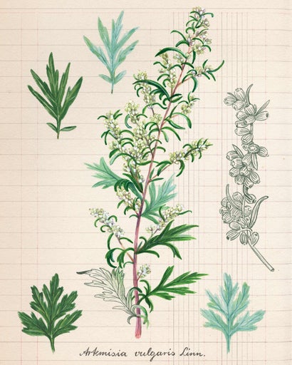 Illustration av gråbo med gröna blad och vita blommor
