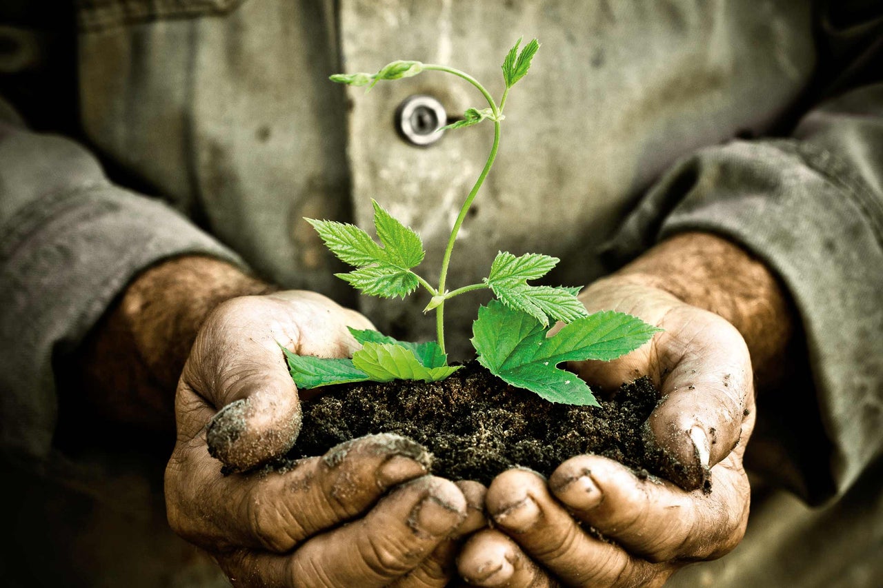 En person håller en växt med jord i händerna.