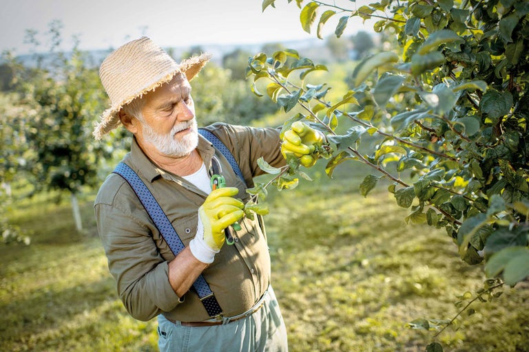 En trädgårdsmästare med sekatör beskär ett träd i trädgården.