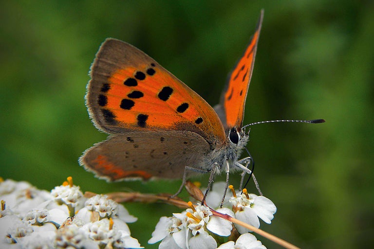 Mindre guldvinge på vita blommor