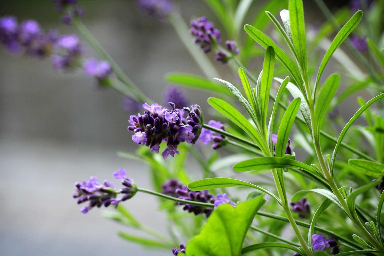 Närbild av lavendelblommor och blad