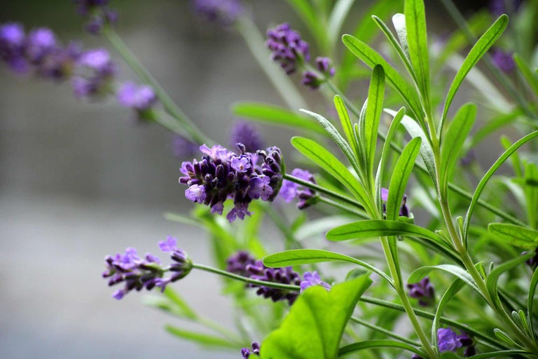 Närbild av lavendelblommor och blad