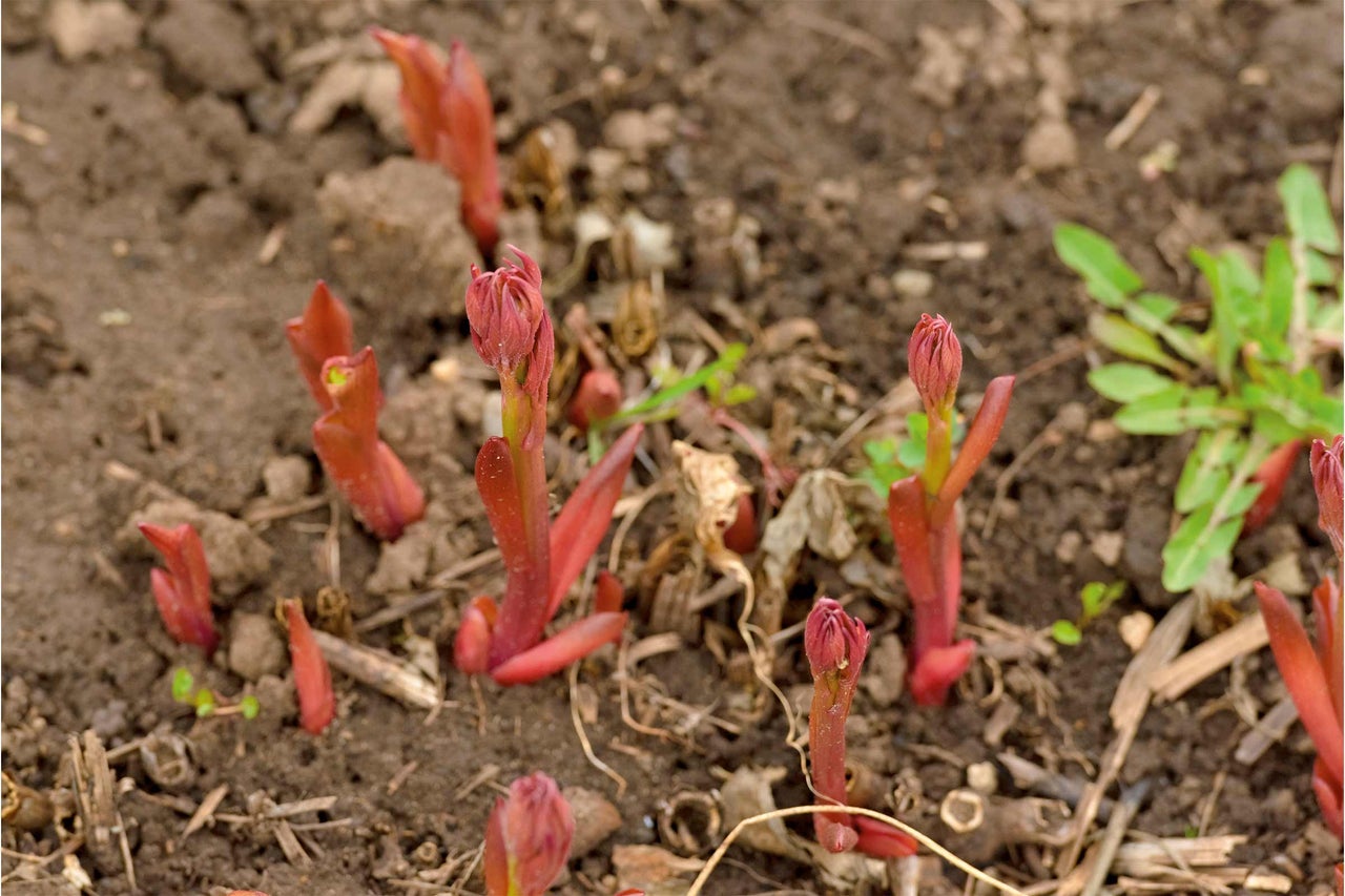 Färska skott av perenner i trädgårdsjorden.