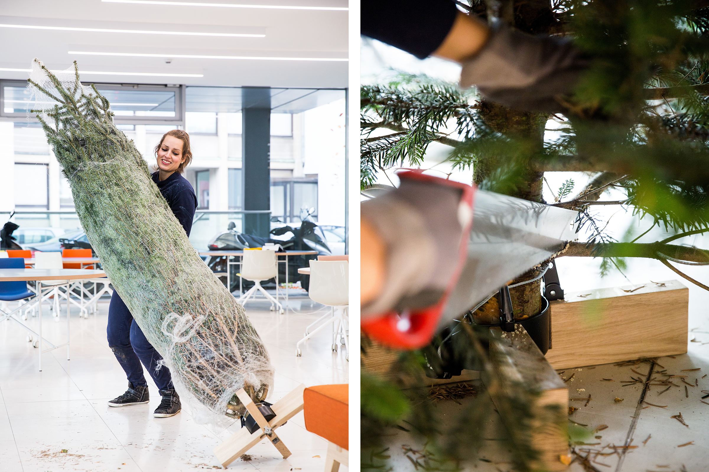 Kvinna bär packad julgran; julgran trimmas med en såg