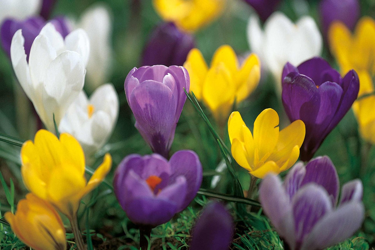 Närbild av krokusblommor i vitt, gult och lila i trädgården