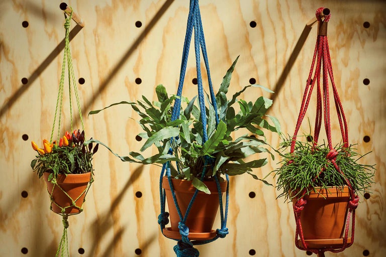 Tre hängande växter i makraméamplar