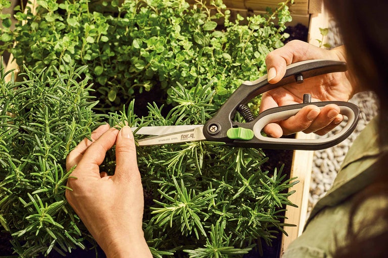 En person klipper örter med en örtträdgårdssax.