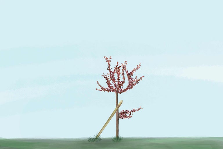 Unga träd med stödpinne i trädgården