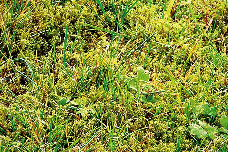 Närbild av gräsmatta med mossa