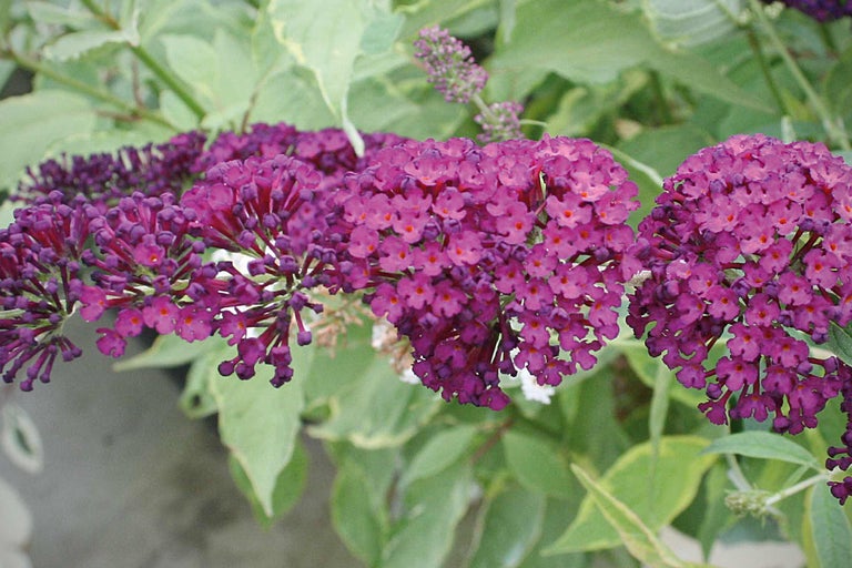 Närbild av fjärilsbuskeblommor