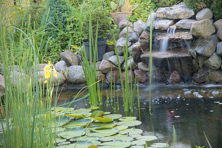 Trädgårdsdamm med vattenfall, näckrosor och strandväxter.