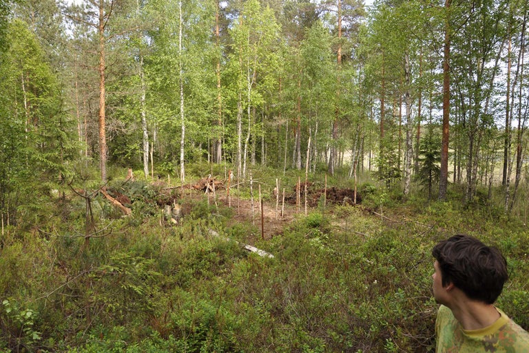 Skogsscen med trädstammar och vegetation