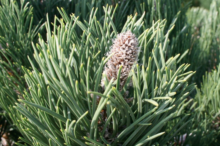 Närbild av en tall med kottar