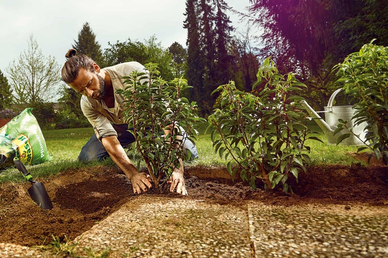 Trädgårdskalender: Maj