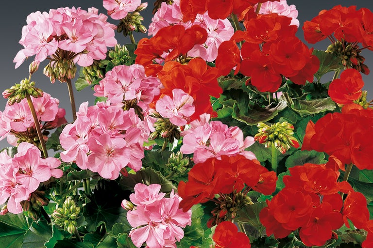 Närbild av rosa och röda pelargonblommor