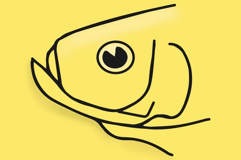 Illustration av ett fiskhuvud