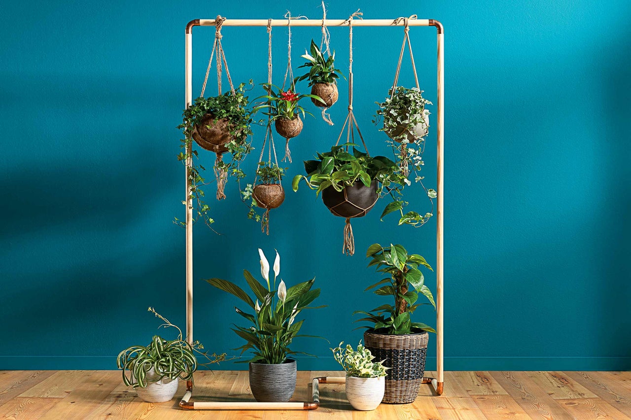 Arrangemang med krukväxter i hängande korgar och blomkrukor på ett växtställ