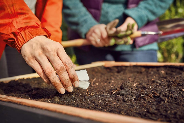 Trädgårdskalender: Januari