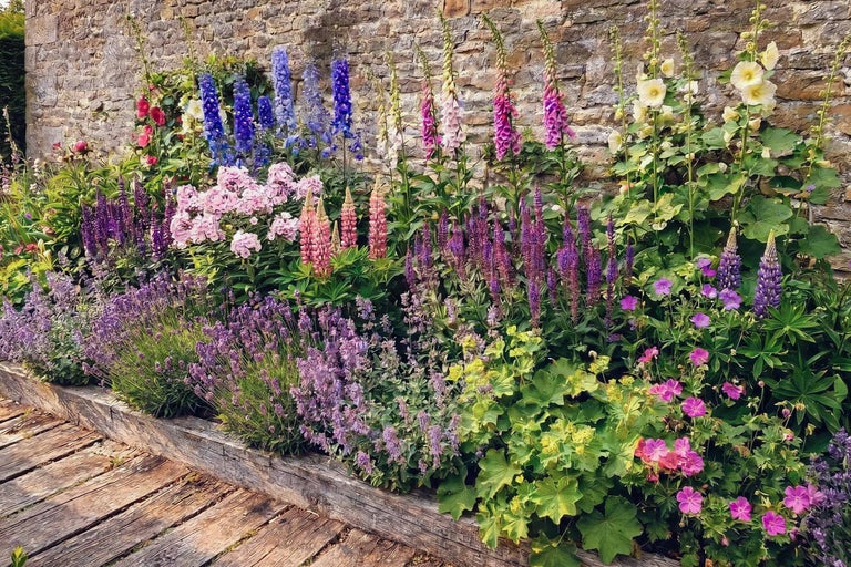 Frodigt planterad trädgårdsrabatt med perenner som lavendel, fingerborgsblomma och riddarsporre framför en rustik stenmur och trästig.
