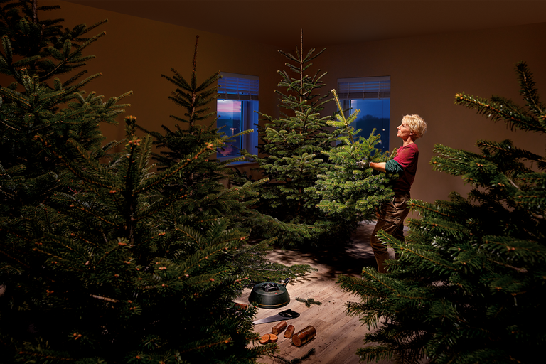 En kvinna förbereder flera julgranar inför julen, med ett julgransstativ och en såg på golvet.