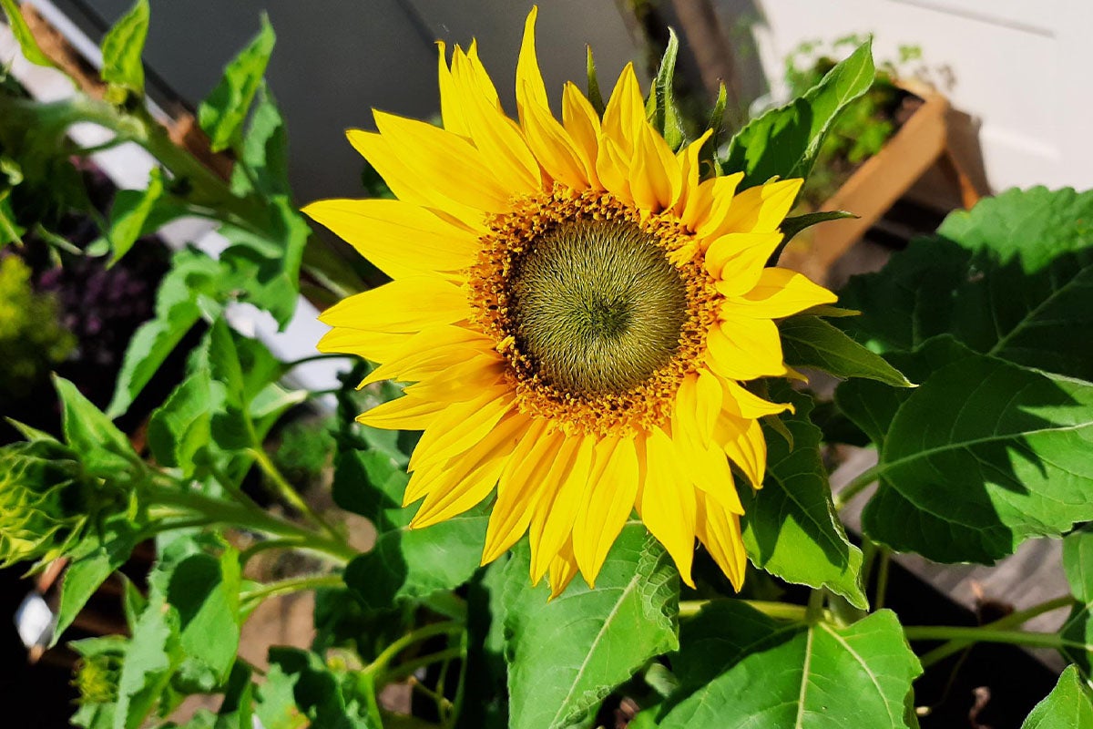 Närbild av en enda solros med gröna blad