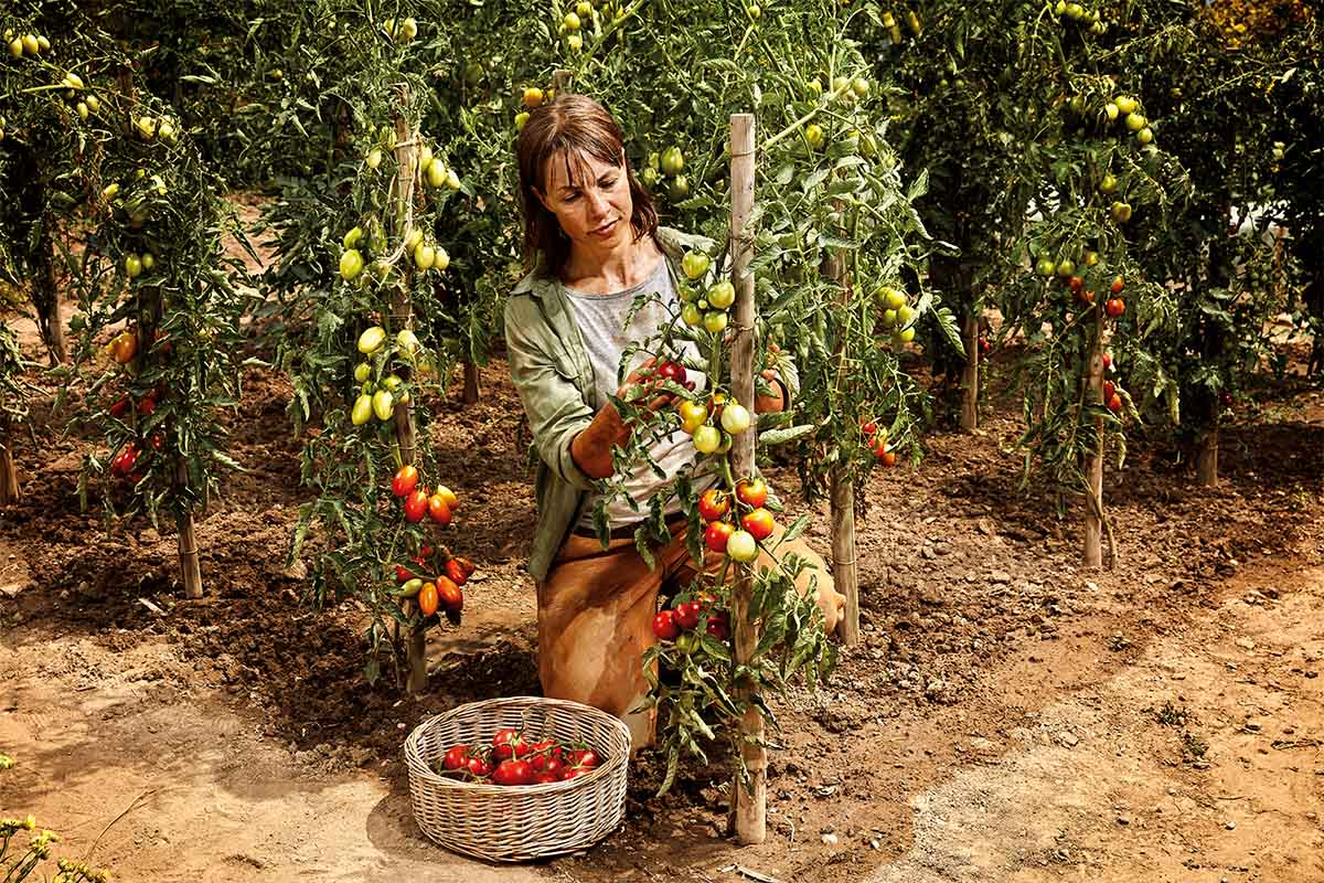 Kvinna skördar tomater i en trädgård med tomatplantor.