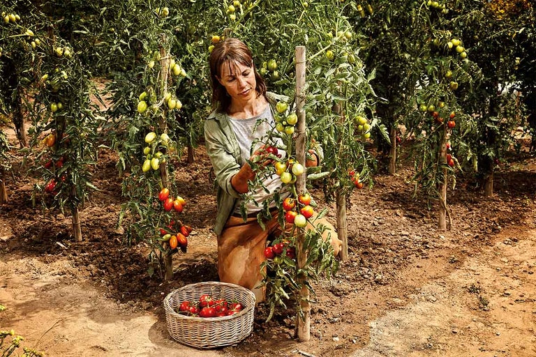 Kvinna skördar tomater i en trädgård med tomatplantor.