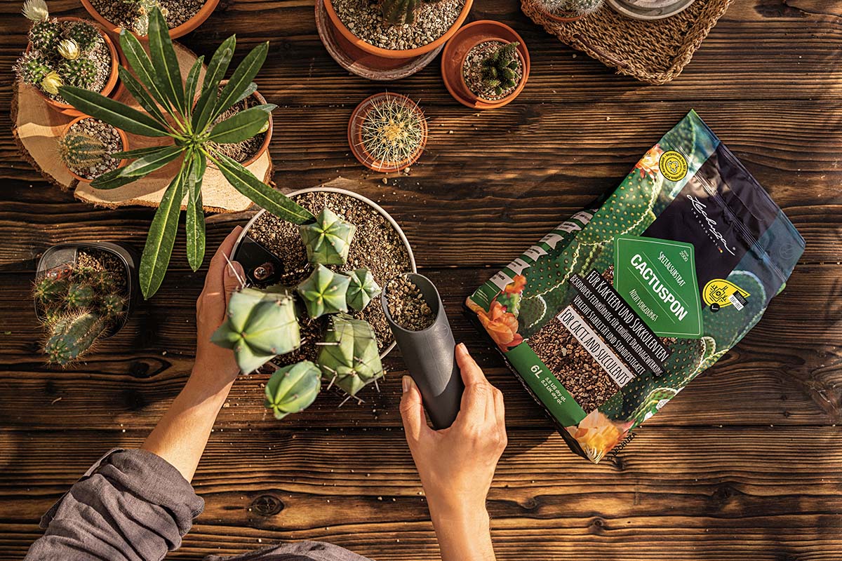 På ett träbord syns kaktusar, suckulenter, en spade och en förpackning Lechuza Cactuspon specialsubstrat.