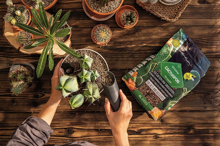 På ett träbord syns kaktusar, suckulenter, en spade och en förpackning Lechuza Cactuspon specialsubstrat.