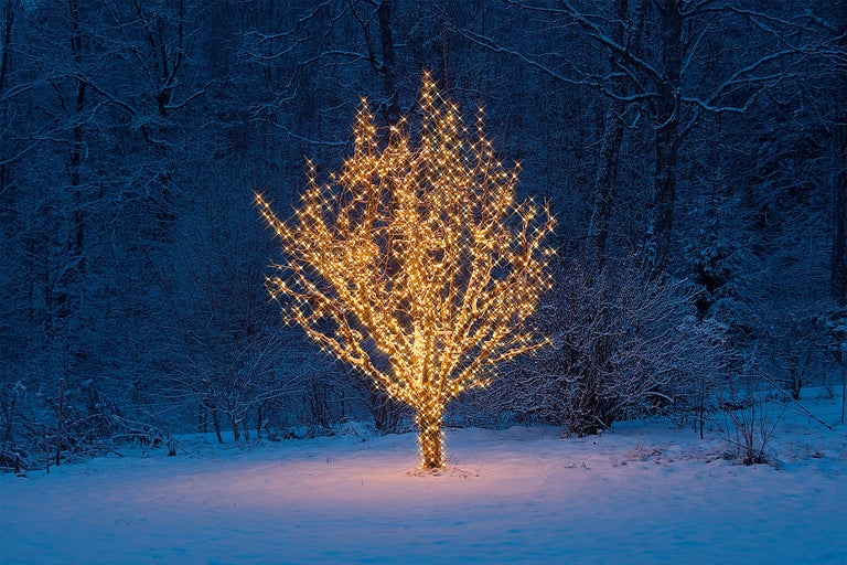 Träd i snön med klara julbelysning