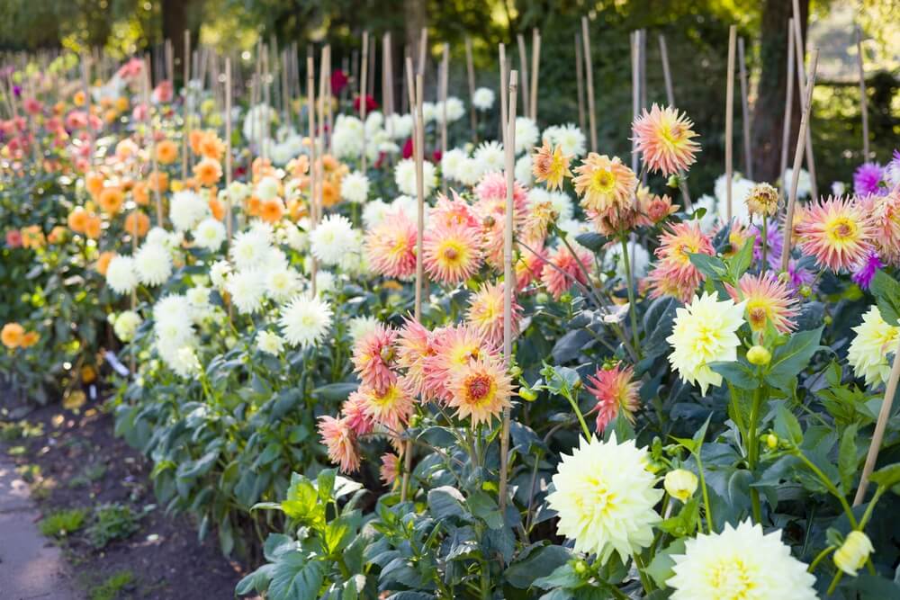 Blomsterrabatt med dahlior i olika färger