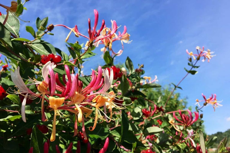 Tryväxt med blommor och röda bär