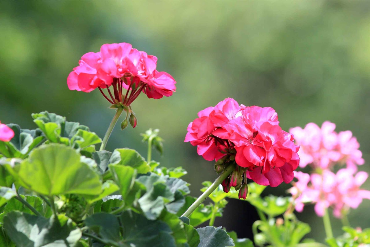 Närbild på rosa pelargon med gröna blad.