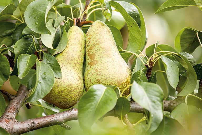 Två päron på en gren med löv