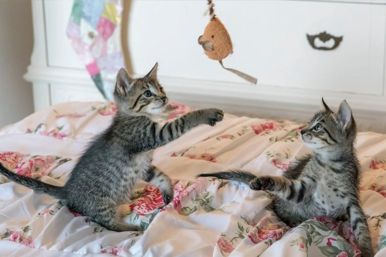 Två tigrerade kattungar leker på en säng med blommönster med en leksak.