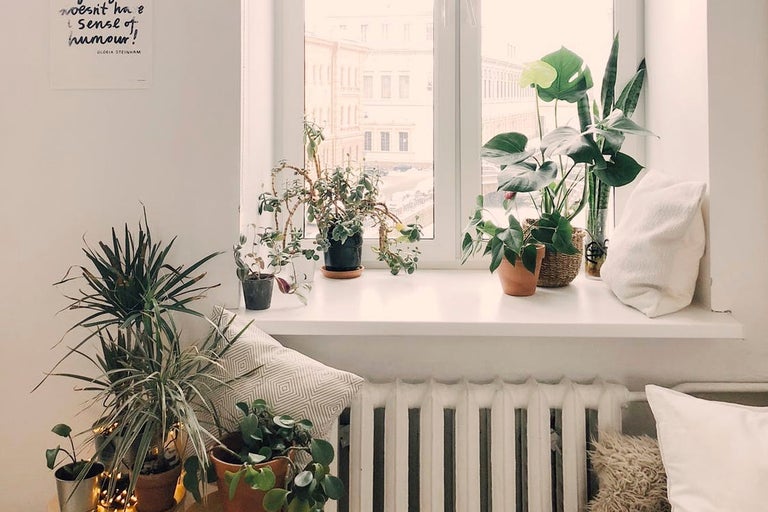Fönsterbräda med olika krukväxter och kuddar
