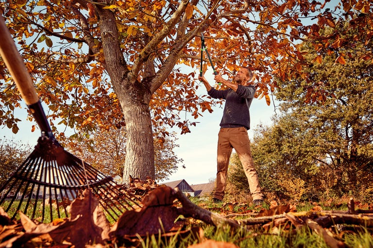 En man beskär ett träd med en grensax i trädgården, medan en kratta ligger i förgrunden.